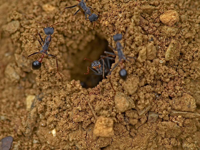 Ant, Kangaroo Island